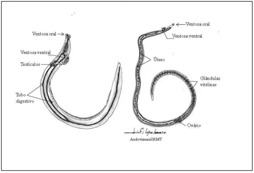 Figura 1- Representação esquemática de vermes adultos de Schistosoma  