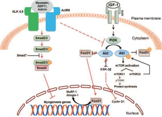 Fig. 3. Myostatin and insulin-like growth factor 1 (IGF-1) signaling pathways in skeletal muscle