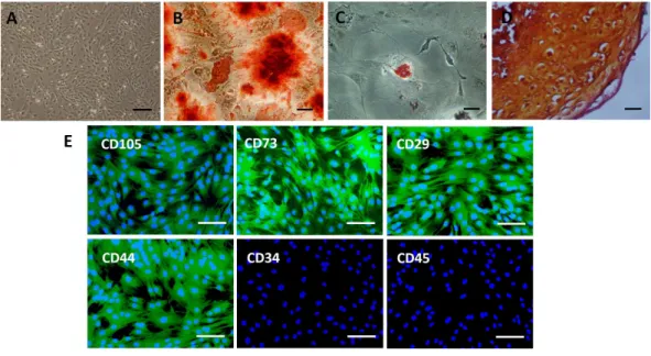 Figure 2 Characterization of rat BMSCs. (A) Basic morphology of rat BMSCs. Scale bar: 250 µ m