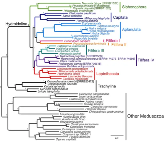 Figure 3 Phylogenetic analysis of the allNT alignment under the Bayesian framework using MrBayes with the GTR +Γ model of sequence evolution