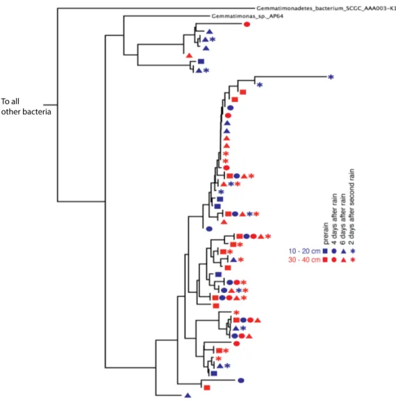 Figure 2 Gemmatimonadetes phylogenetic ribosomal protein S3 tree. Subsection of the experiment’s ribosomal protein S3 phylogenetic tree shows typical diversity within the phyla: dozens of novel, closely related organisms of the Gemmatimonadetes bacterial p
