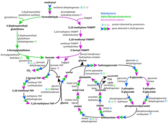 Figure 4 Putative active methylotrophy pathways in Rokubacteria, Proteobacteria, and Gemmatimon- Gemmatimon-adetes