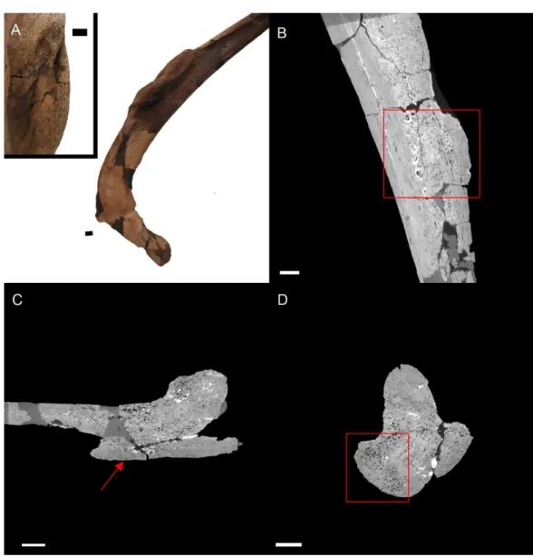 Figure 5 E. annectens (BHI 6184) dorsal rib; photograph of the specimen in rostral-caudal view with magnified image of the ‘folded tissue’ (A) and XMT slices in rostral-caudal (B), medial-lateral (C) and transverse (D) views