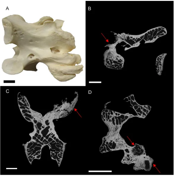 Figure 2 S. camelus (BHI 6241) cervical vertebra; photograph of the specimen in medial-lateral view (A) and XMT slices in medial-lateral (B), dorsal-ventral (C) and transverse (D) views