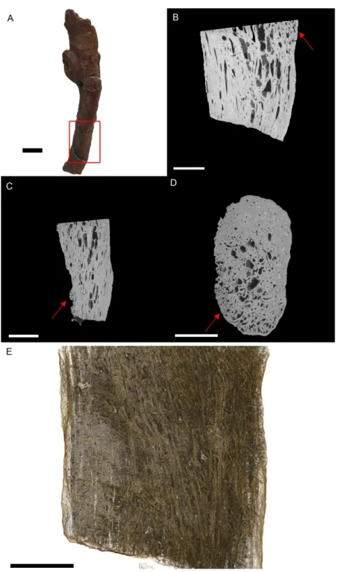 Figure 3 T. rex (BHI 3033) cervical rib; photograph of the specimen in rostral-caudal view (A), XMT slices in medial-lateral (B), rostral-caudal (C) and transverse (D) views, and 3D rendering in medial-lateral view (E)