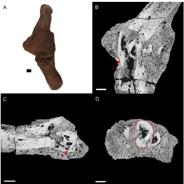 Figure 4 E. annectens (BHI 6191) metacarpal; photograph of the specimen in medial-lateral view (A) and XMT slices in medial-lateral (B), dorsal-ventral (C) and transverse (D) views