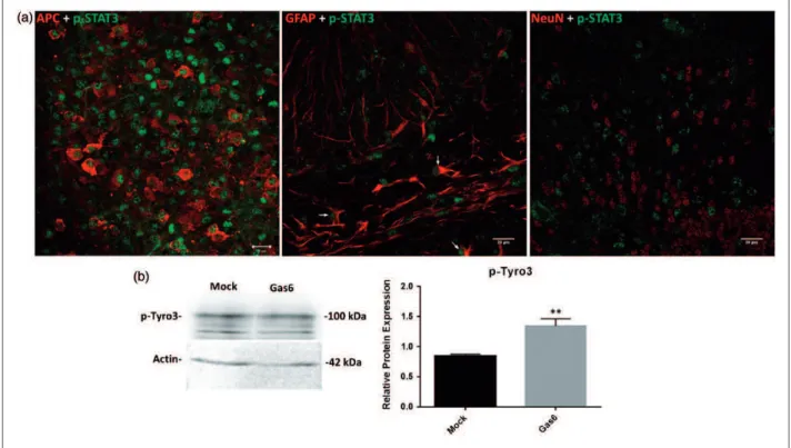 Table 1. Summary of Genes in Cultured Mouse Optic Nerves Altered by Gas6 Stimulation by 2-Fold.