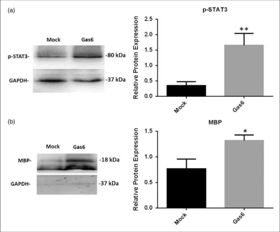 Figure 5. Effect of Gas6 on activation of intracellular STAT3 and myelination through MBP expression in cultured optic nerves.