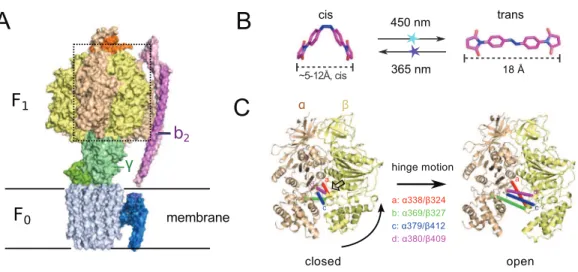 Figure 1 (A) Crystal structure of ATP synthase from Paracoccus denitrificans (Morales-Rios et al., 2015)