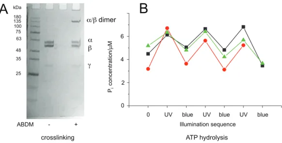 Figure 3 Light-dependent ATPase activity of ABDM-crosslinked F 1 a A380C/bV409C. (A) SDS-PAGE gels of the mutant before and after incubation with ABDM