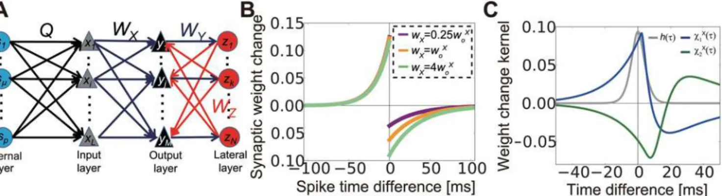 Fig 1. Description of the model. (A) Schematic figure of the model. (B) Spike-time dependent synaptic weight change in log- spike-timing-dependent plasticity (STDP)