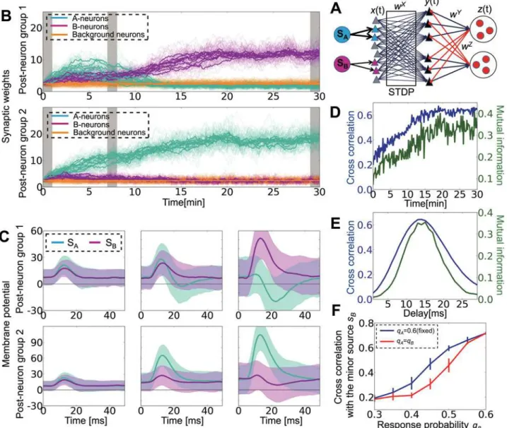 Fig 2. Lateral inhibition enables minor source detection by spike-timing-dependent plasticity (STDP) through membrane hyperpolarization