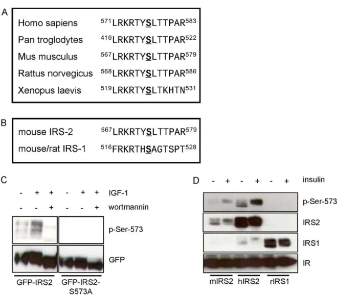 Figure 5. Sequence alignments and characterization of a polyclonal antibody raised in sheep against position Ser-573 on IRS-2