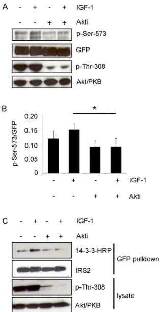 Figure 6. Inhibition of Akt/PKB reduces IGF-1-induced phos- phos-phorylation of serine 573 and 14-3-3 binding