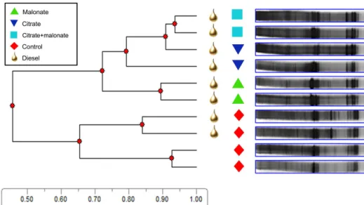 Figure 4. UPGMA dendrogram of 16s rRNA DGGE bacterial community profiles after 18 days of incubation in diesel-contaminated and un- un-contaminated soil which received water (control) and diesel-un-contaminated soil that received 5 µmol g −1 soil of malona