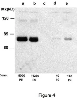 Figure 5. sICAM-1 levels in embryo culture supernatants subdivided into grades as reported in the Methods section.
