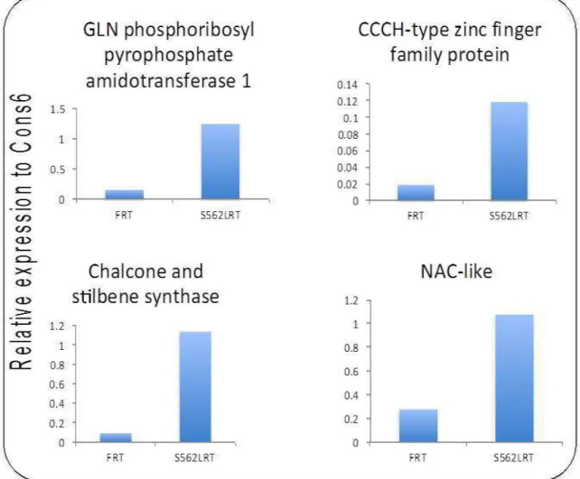 Figure 3. qRT-PCR analysis of four differentially expressed genes (based on RNA-seq) in the root samples