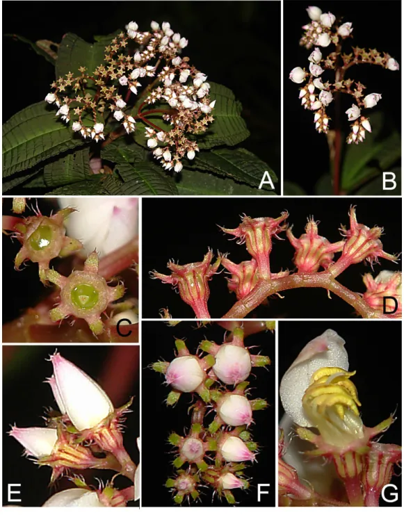 Figure 4 Bertolonia macrocalyx. (A) Habit. (B) Inflorescence. (C) Frontal view of the calyx and ovary apex