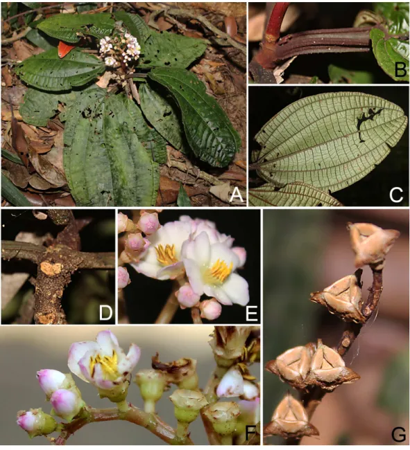 Figure 6 Bertolonia ruschiana. (A) Habit. (B) Petiole. (C) Abaxial surface of the leaf blade