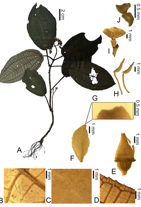 Figure 1 Bertolonia duasbocaensis. (A) Habit. (B) Detail of the abaxial surface of the leaf