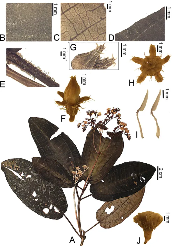 Figure 3 Bertolonia macrocalyx. (A) Habit. (B) Detail of the adaxial surface of the leaf