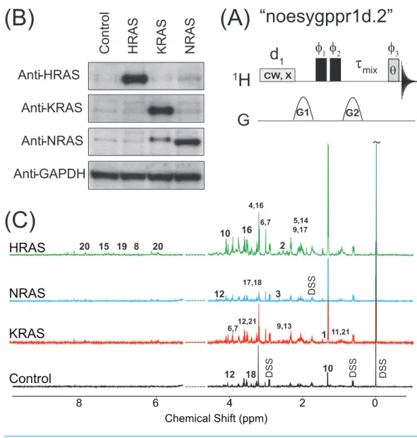 Figure 1 NOESY pulse sequence, Western Blots, and Representative Spectra. (A) The 1D NOESY with presaturation pulse sequence