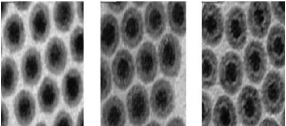 Fig: 4. SEM images of hollow nanoparticles of iron oxide after oxidation  3.6. view results optical microscope 
