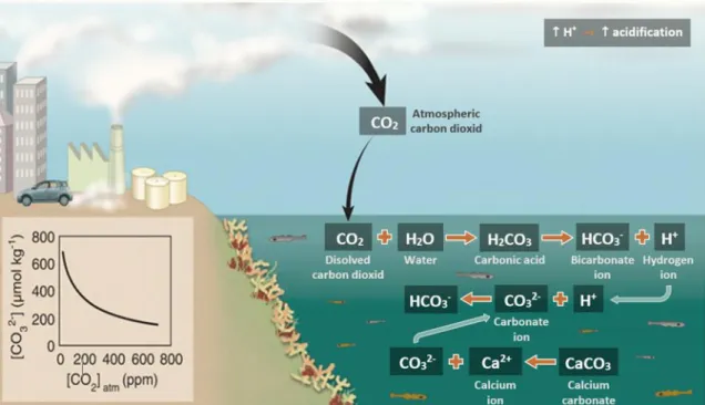 Figure 2 Diagram of CO 2  cycle between the atmosphere and the ocean. Atmospheric carbon dioxide  is absorbed by the ocean where it bonds with water generating carbonic acid