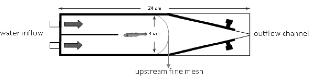 Figure 6 Two channel choice flume (design adapted from Gerlach et al., 2007). 