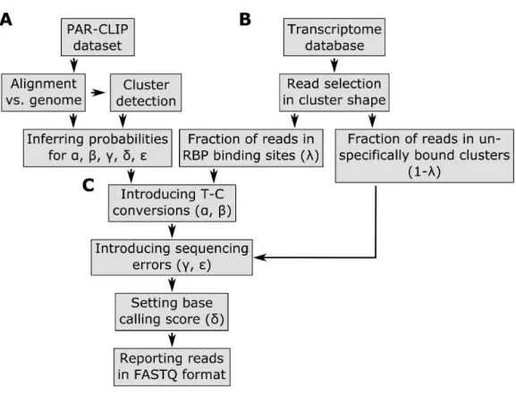 Figure 1 Pipeline of the PAR-CLIP read simulator implemented in the PARA-suite. Part A describes the process of generating the error profile and other parameters learned from a real PAR-CLIP dataset.