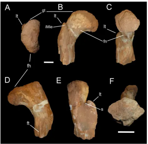 Figure 1 Abelisauridae indet. femur OLPH 025. (A) proximal view, (B) anterior view, (C) medial view, (D) posterior view, (E) lateral view, (F) distal view (not at same scale as other views)