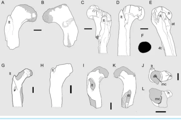 Figure 3 Theropod femora from the Cenomanian of Egypt and the ‘Kem Kem Compound Assemblage’