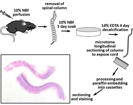 Figure 1 Process of tissue collection and histologic preparation of longitudinally sectioned in situ spinal cord sections.