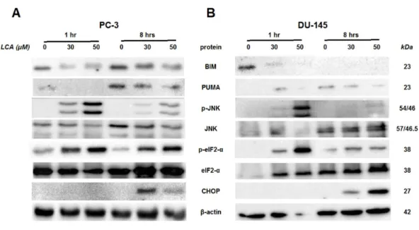 Figure 4 Time-dependent induction of ER stress by overtly cytotoxic concentrations of lithocholic acid (LCA) in PC-3 and DU-145 prostate cancer cells