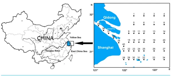 Figure 1 Ichthyoplankton sampling stations in the Yangtze Estuary.
