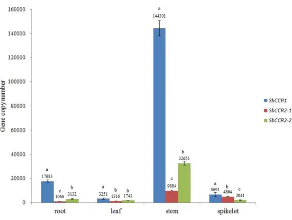 Figure 7 The copy numbers of CCR genes in different sorghum tissues. Variance analysis was used for statistical test; different lowercase letters represent significant difference at 0.05 probability level.