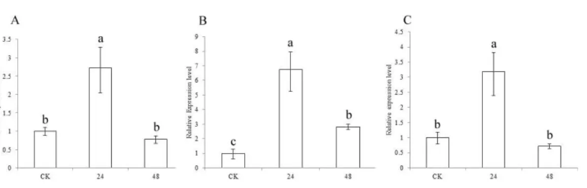 Figure 5 Expression of sorghum CCR genes in CK and the drought treatment at different times