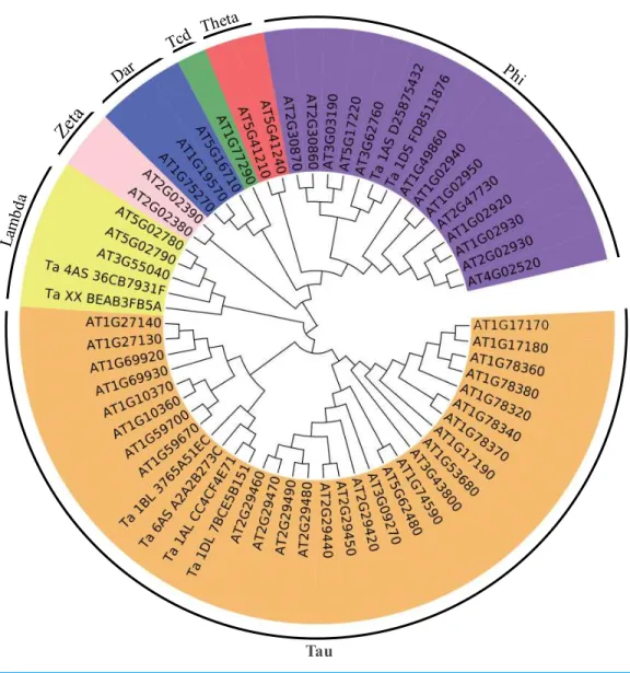 Figure 4 Phylogenetic tree of the GSTs. The unrooted phylogenetic tree of GSTs from Arabidopsis and the eight differentially expressed GSTs in the current proteome analysis was constructed by the  neighbor-joining method using MEGA 5.10 software