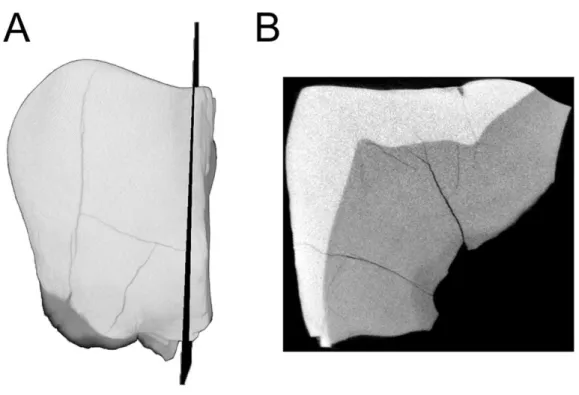 Figure 3 MicroCT derived surface render of the HGT 500. (A) mesial view of the specimen demonstrat- demonstrat-ing the section plane used for evaluatdemonstrat-ing enamel thickness