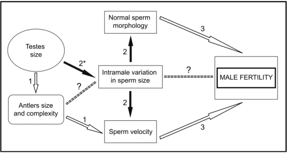 Figure 6 General scheme of male traits related to sperm competitiveness and fertility in red deer