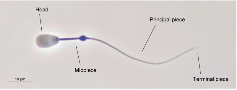 Figure 1 The main structures of red deer spermatozoon. The photograph was taken under phase contrast microscopy (40X objective)