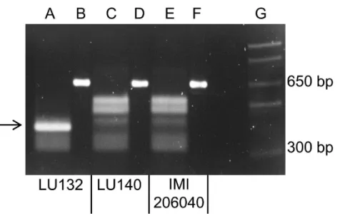 Figure 3 Electrophoretic separation of HphI digested PCR fragments. Lanes B, D and F represent the undigested 660 bp PCR fragments from LU132, LU140 and IMI204060, respectively