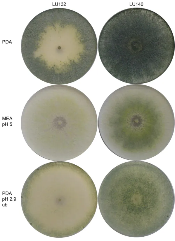 Figure 1 Colony appearance/ conidiation patterns of LU132 and LU140. LU132 conidiated less in the middle of the colony and more around the edges while LU140 conidiated over the whole plate on PDA.