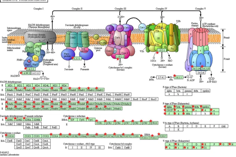 Figure 5 KEGG pathway map illustrating oxidative phosphorylation in human. The OxPhos-related genes significantly altered in PTC LNM-P compared to PTC LNN were depicted with red star