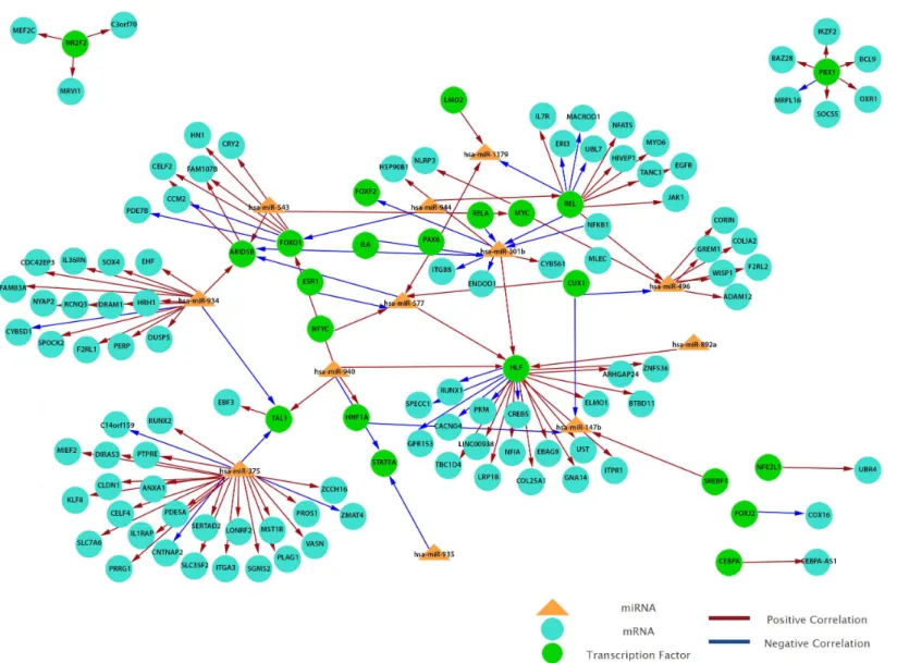 Figure 6 Grand view of top 200 regulatory circuits constructed using significantly dysregulated miRNAs and genes in PTC LNM-P compared to PTC LNN.