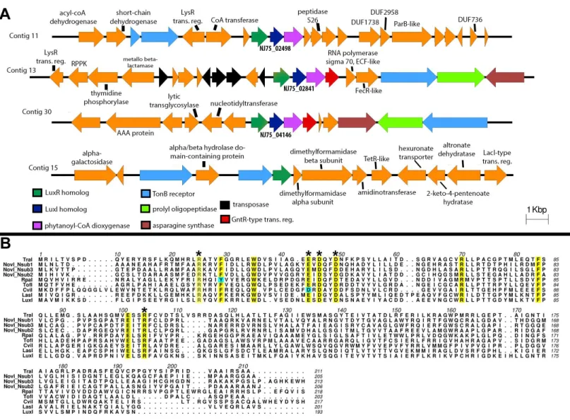 Figure 2 Identification and gene organization of three functional LuxI homologs and one newly identified luxR solo