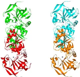 Fig.  1    Structure for ADH1 (alcohol dehydrogenase)  tetramer (each subunit presents different colour) in the open  conformation from yeast (Saccharomyces cerevisiae)  determined by X-ray crystallography [18]