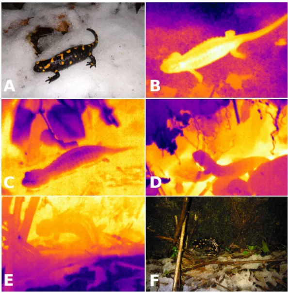 Figure 1 Visible light and infrared images of salamanders. Visible light (A) and infrared (B) images of a fire salamander (Salamandra salamandra, T b = 3 