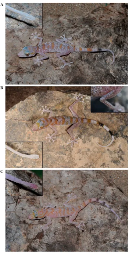 Figure 4 General appearance and colour in life of the three species studied in this work