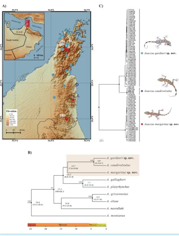 Figure 1 Geographical distribution and phylogenetic relationships. (A) Map of the northern Hajar Mountains showing the localities of examined material